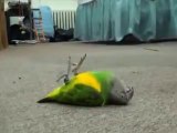 Ölü Takliti Yapan Papağan