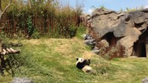 Pandas Pairi Daiza
