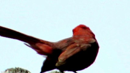 Incredible Footage of Bee Attacking a Cardinal Bird