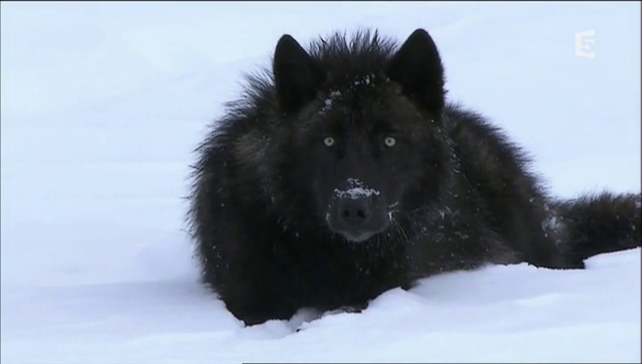 Le Loup Noir. [Docu***]
