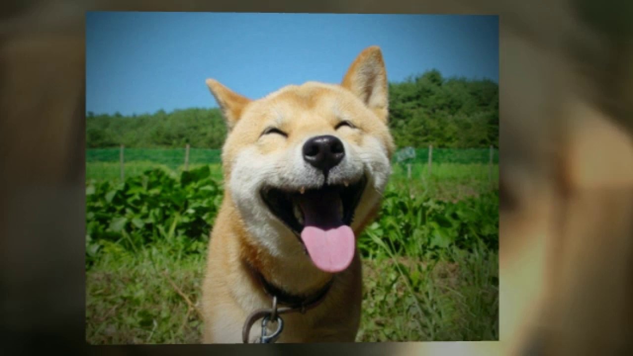 Pain Medication for Dogs - Don't Buy Meds Until You See This