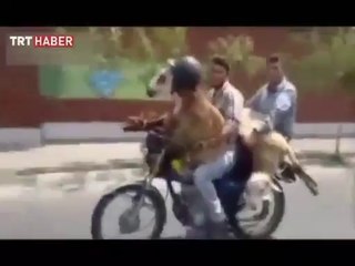 Günümüzde Koyunun Canı Daha Degerli... Koyunda kask var insanlarda yok