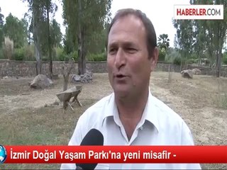 İzmir Doğal Yaşam Parkı'na yeni misafir -