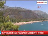 Kuyucak'ta Sokak Hayvanları Katlediliyor İddiası