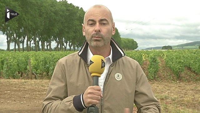 La grêle endommage les vignobles de Bourgogne