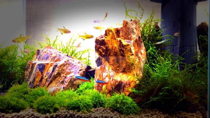 苔とテトラと紅桜