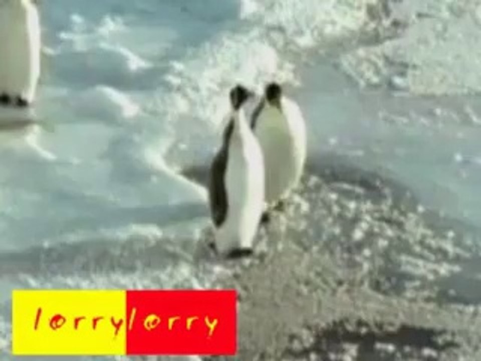 Funny Penguins