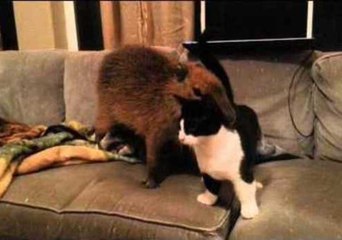 Cat and Capybara Enjoy a Quiet Night In