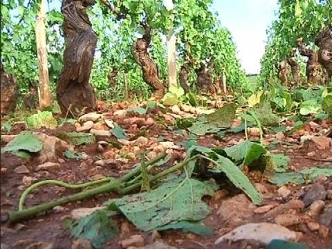Les vignobles de Bourgogne détruits par la grêle et les orages - 29/06