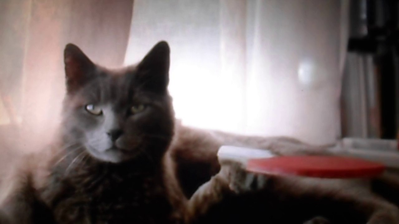 Parions-CHAT-M'amuse!:))