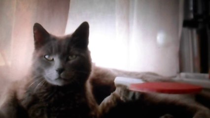 Parions-CHAT-M'amuse!:))