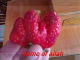 {Mucizeler Müzesi} Birçok meyvenin üzerinde yazan ALLAH lafzı