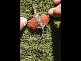 {Mucizeler Müzesi} Draco Volans yaşayan Ejderha