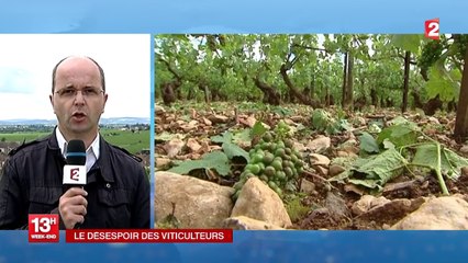 Après la grêle, la désolation des viticulteurs de Bourgogne