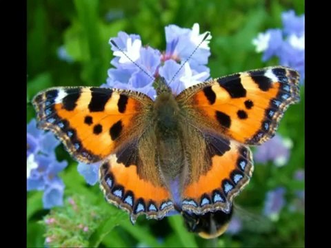 {Mucizeler Müzesi} Kelebeklerin kanatlarında yazan ALLAH lafzı