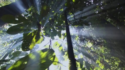 La clé de la science — The Feynman Series