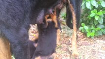chiots C'Taiga Genesis 3 à 5 semaines élevage des Bergers du Lac