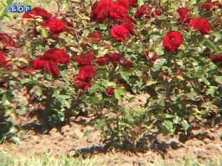 Zeleni ekran, 29. jun 2014.