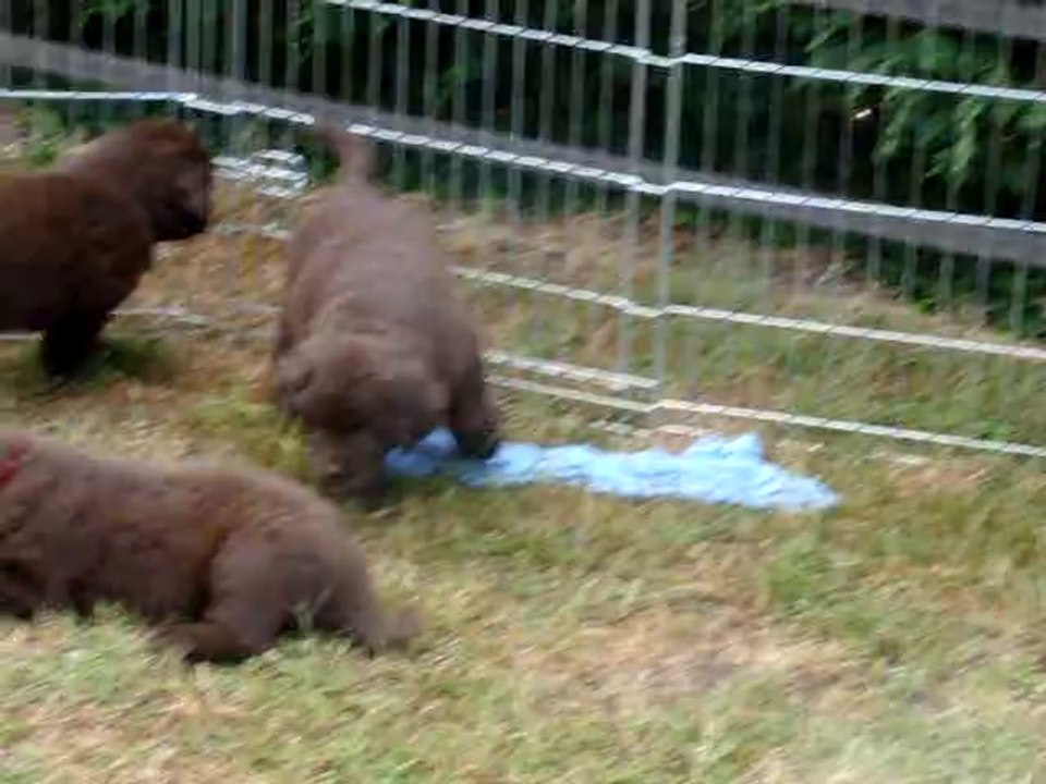 chiots terre neuve marron bronze de l'élevage de VALOYAN