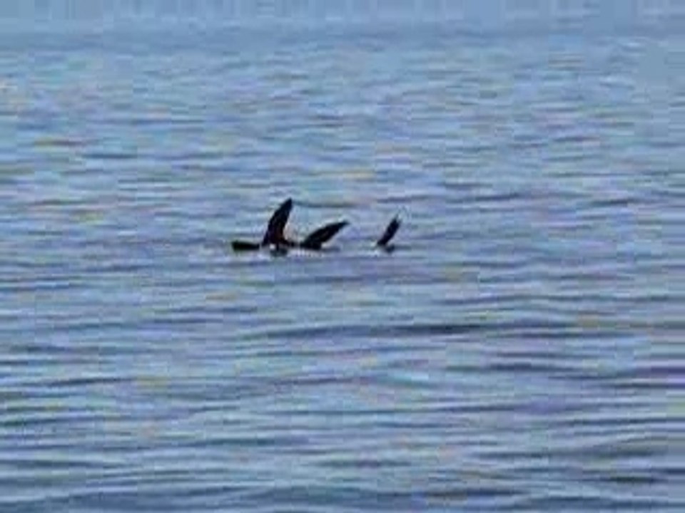 Sieste lions de mer 1