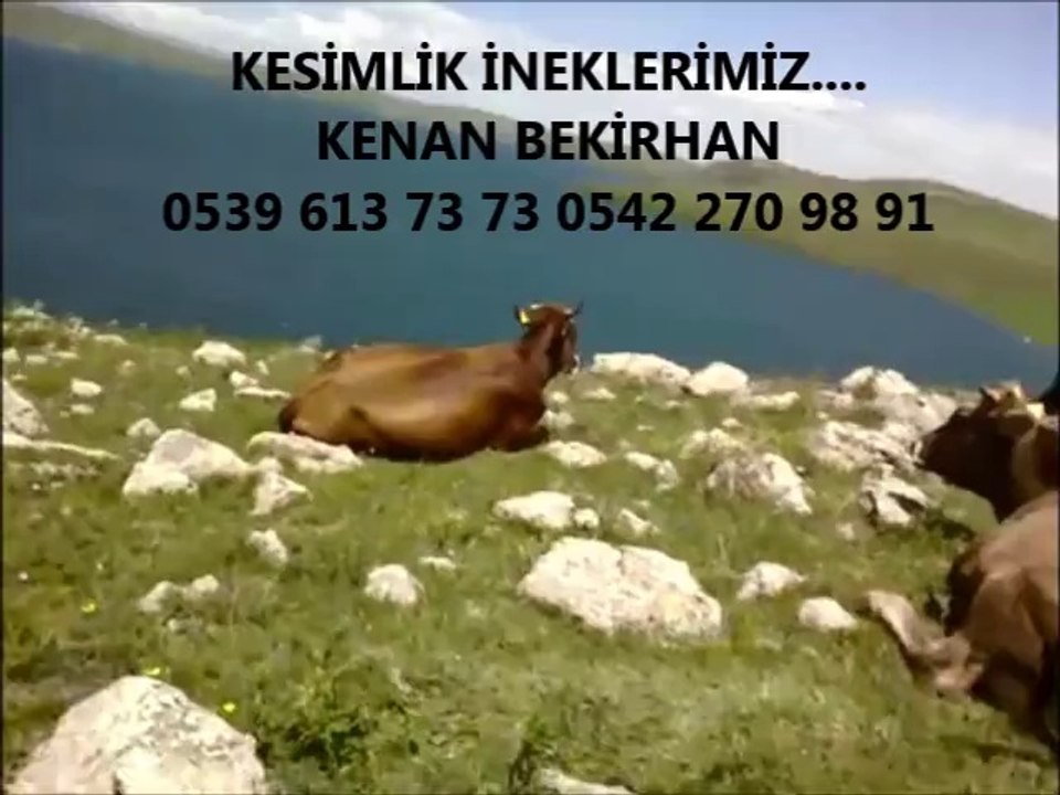 Kars Montafon Boğa Altı Düve Fiyatları Kars Montafon Düve Fiyatları Kars Yerlisi Dana Fiyatları Kars Yerlisi Erkek Dana Fiyatları Kars Yerlisi Dişi Dana Fiyatları Kars Yerlisi Hayvan Fiyatları