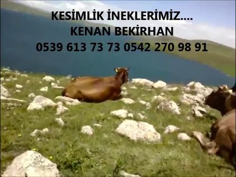 Kars Montafon Boğa Altı Düve Fiyatları Kars Montafon Düve Fiyatları Kars Yerlisi Dana Fiyatları Kars Yerlisi Erkek Dana Fiyatları Kars Yerlisi Dişi Dana Fiyatları Kars Yerlisi Hayvan Fiyatları