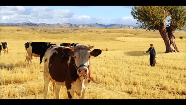 Kars Yerlisi Düve Fiyatları Kars Hayvan Pazarı Sanal Hayvan Pazarı Kars Hayvan Pazarlama Kars Sanal Hayvan Pazarlama Kars'ta Hayvancılık
