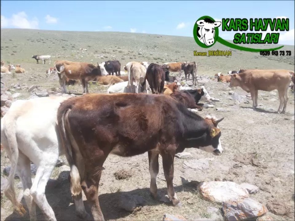 Kars Simental Düveler, Kars Simental Buzağılar, Kars Simental İnekler, Kars Simental Boğalar, Kars Montofon Danalar, Kars Montofon Düveler, Kars Montofon Buzağılar, Kars Montofon İnekler, Kars Montofon Boğalar, Kars Simentali,
