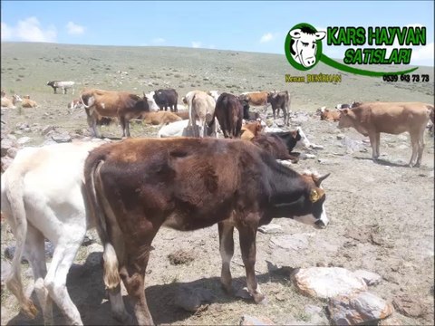 Kars Simental Düveler, Kars Simental Buzağılar, Kars Simental İnekler, Kars Simental Boğalar, Kars Montofon Danalar, Kars Montofon Düveler, Kars Montofon Buzağılar, Kars Montofon İnekler, Kars Montofon Boğalar, Kars Simentali,