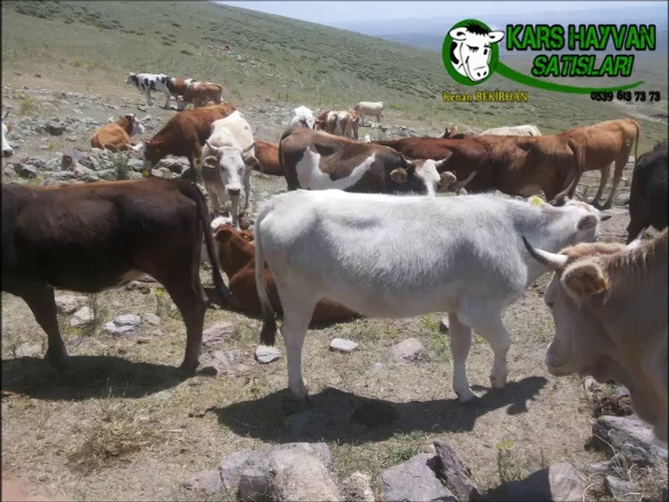 Kars Simental Kurbanlık Fiyatları Kars Simental Boğa Altı Düve Fiyatları Kars Simental İnek Fiyatları Kars Simental Kesimlik İnek Fiyatları
