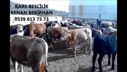 下载视频: Kars Düve Fiyatları Kars Simental Dana Fiyatları Kars Simental Buzağı Fiyatları  Kars Simental Hayvan Fiyatları Kars Simental Erkek Dana Fiyatları