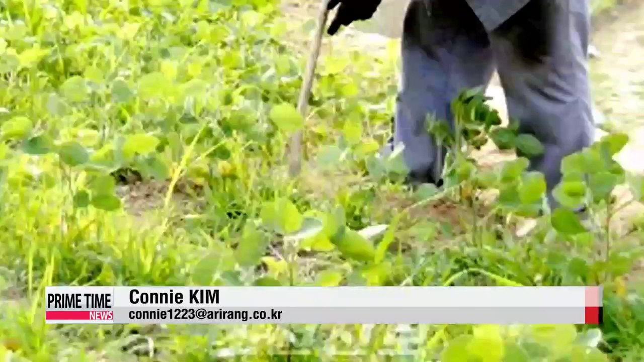 North Korea to put two American detainees on trial (2)