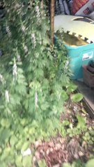 2014/06/30 - Garden update, tons of plants, growth and more!