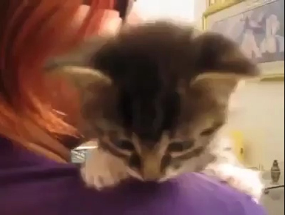 Kittens are the cutest things on this earth