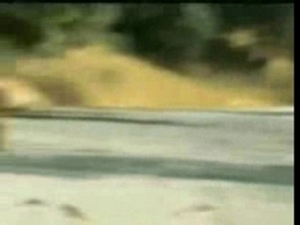 Les ecureuil aussi font des pari