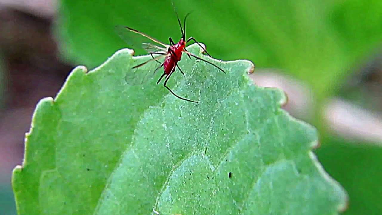 Alien Red Bug Found. Never Before seen