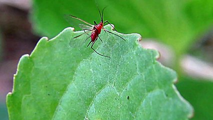 Alien Red Bug Found. Never Before seen