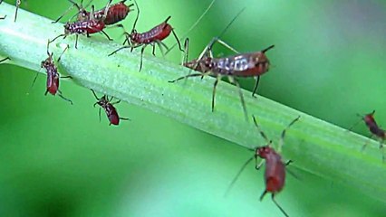 Hells Kitchen Insects