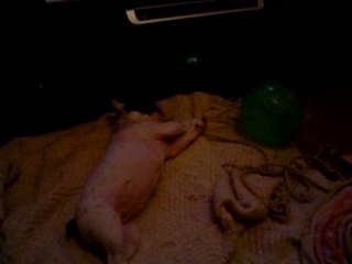 Luna avec la boule de la ratte