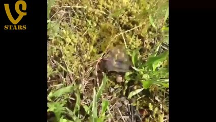 Vine Compilation MAY - The Best Vines - Funniest Vines! 2014 Vines!(1)