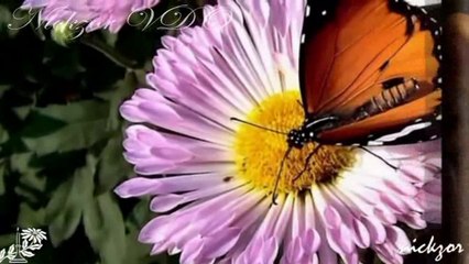 Yıldırım Gürses - Çok Ayıp