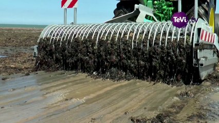 Legiret goémonier algues vertes [TéVi] 30-06-14