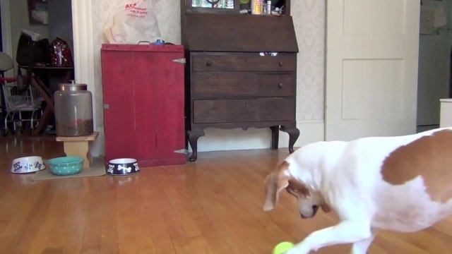 Jeter 100 balles sur un chien! Hilarant...