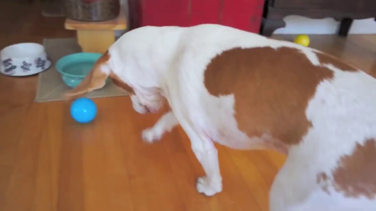 Dog Surprised With 100 Balls Will Make You Smiles