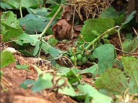 Pluies de grêle: nombreux dégâts pour les viticulteurs malgré le dispositif anti-grêle - 30/06