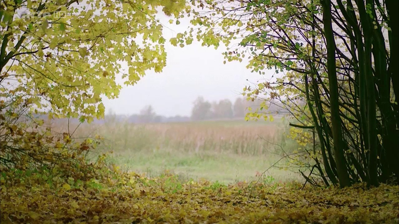 Prénatalités - Arte