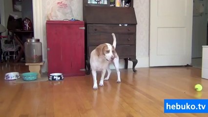 köpeğin kafasını karıştıran sürpriz. harika! :)