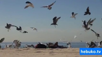 plajda güneşlenenlere yapılan bomba şaka - süper ya :D