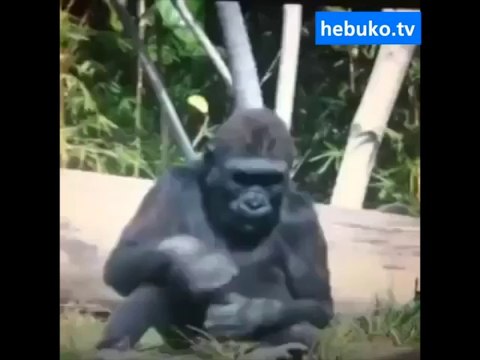 en star hayvanlar - hepsi bir harika :)