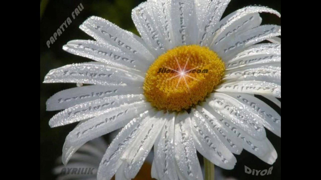 Fatih Kısaparmak - Papatya Fali